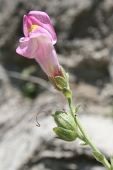 Antirrhinum tortuosum