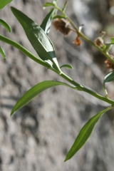 Antirrhinum tortuosum