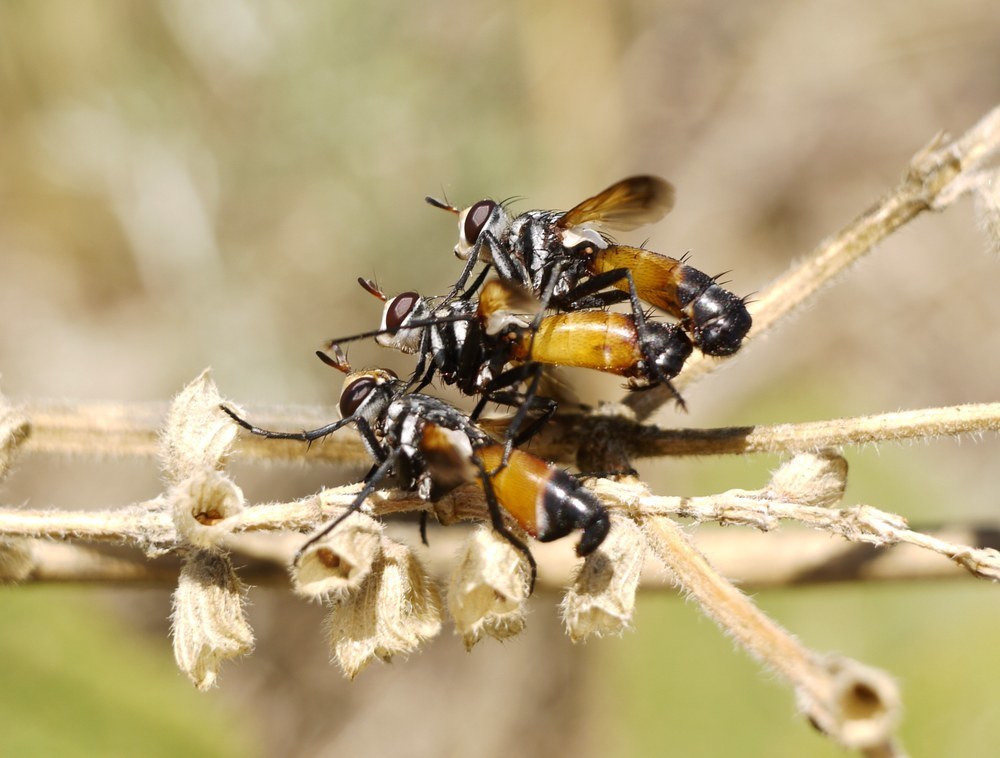Cylindromyia rufifrons