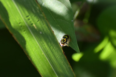 Deloyala lecontei