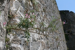 Antirrhinum tortuosum