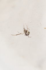 Parasteatoda simulans