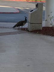 Pavo cristatus
