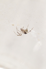 Parasteatoda simulans