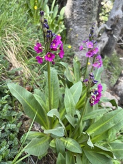 Primula parryi