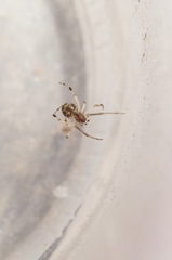 Parasteatoda simulans