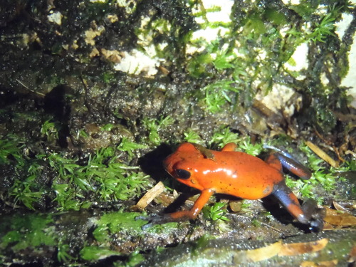 Oophaga pumilio