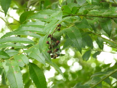 Zanthoxylum rhoifolium