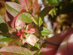 Vaccinium myrtilloides: pôvod a využitie — fotografia 2