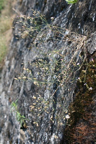 Petrorhagia saxifraga var. saxifraga
