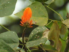 Erythrina poeppigiana