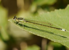 Ischnura pumilio