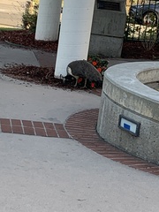 Pavo cristatus