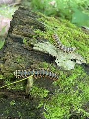 Arthrophaga