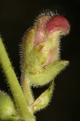 Antirrhinum tortuosum