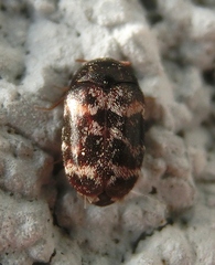 Paranovelsis aequalis