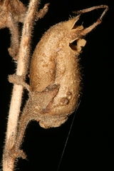 Antirrhinum tortuosum
