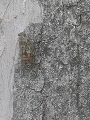 Cicada