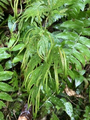 Selaginella plana