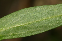 Antirrhinum tortuosum