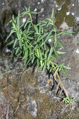 Antirrhinum tortuosum