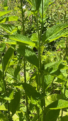 Verbena urticifolia