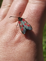 Zygaena viciae