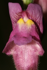 Antirrhinum tortuosum