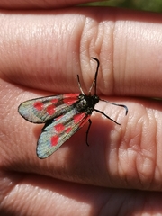 Zygaena viciae