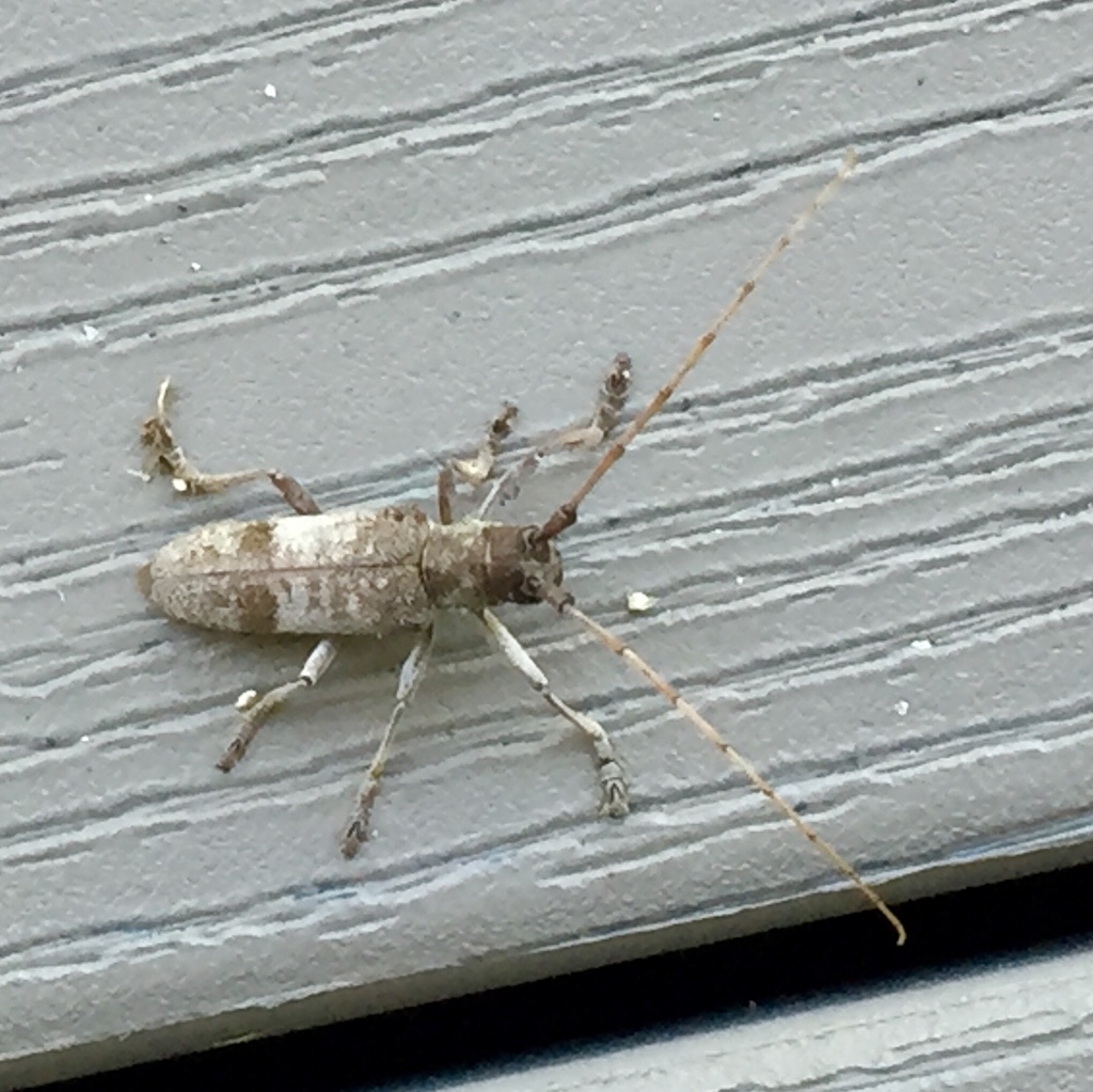 Living Beech Borer