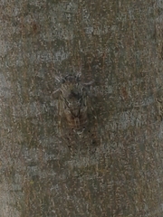Cicada
