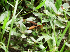 Polistes jokahamae