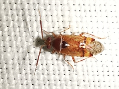 Alloeotomus germanicus