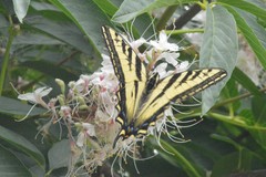 Papilio rutulus