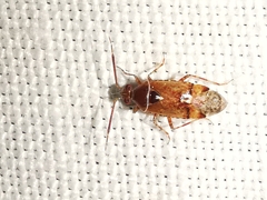 Alloeotomus germanicus