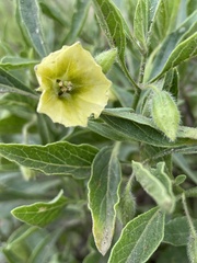 Physalis pumila hispida