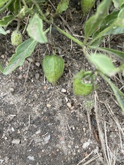 Physalis pumila hispida