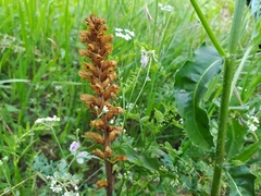 Orobanche picridis