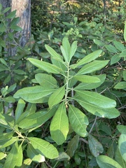 Morella caroliniensis