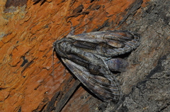 Disphragis salona