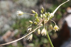 Allium oporinanthum