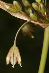Allium oporinanthum