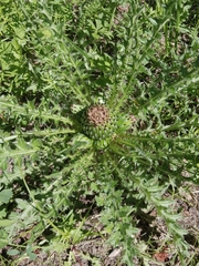 Cirsium drummondii
