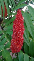 Rhus typhina