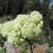 Eriogonum heracleoides - Photo (c) AButler, μερικά δικαιώματα διατηρούνται (CC BY-NC), uploaded by AButler