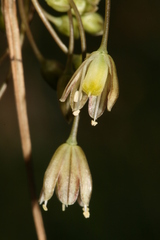 Allium oporinanthum
