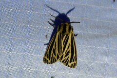 Apantesis virguncula