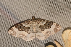 Epirrhoe rivata