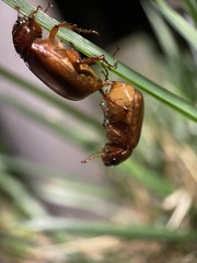 Pseudosymmachia impressifrons