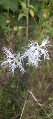 Dianthus superbus